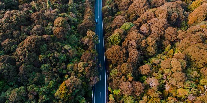 One car on road dissecting forest vertically, trees are green and gold